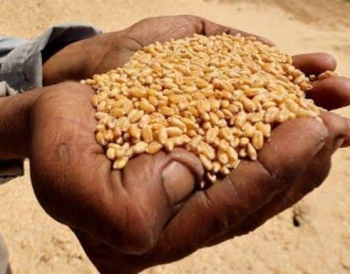 El Niño poderá reduzir a produção de grãos no Brasil – Por Pedro Côrtes