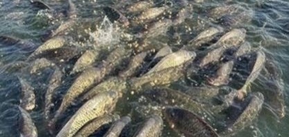 União Europeia pode reabrir mercado de pescados após uma década