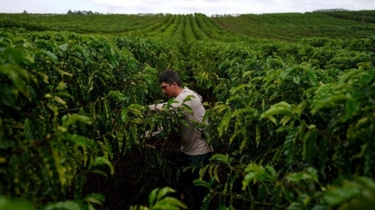 Veto a Lei dos Safristas prejudica trabalhador e ignora realidade do campo