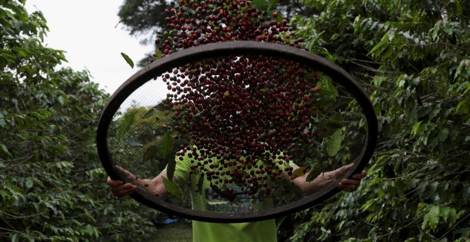 Exportação de café do Brasil tem 1ª alta mensal desde 2024, diz Cecafé