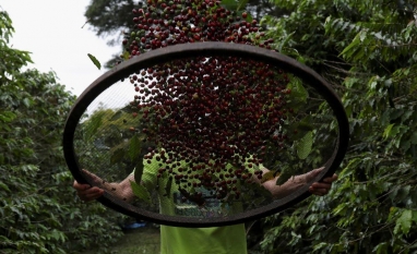 Exportação de café do Brasil tem 1ª alta mensal desde 2024, diz Cecafé