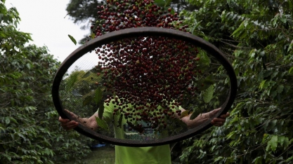Exportação de café do Brasil tem 1ª alta mensal desde 2024, diz Cecafé