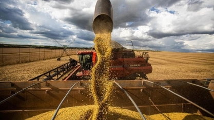 Exportações de soja somam 15,4 milhões de toneladas em maio, diz Anec