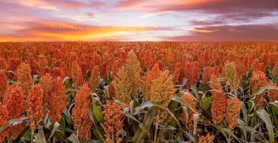 Se vier um El Niño intenso, a área de sorgo ganha mais espaço