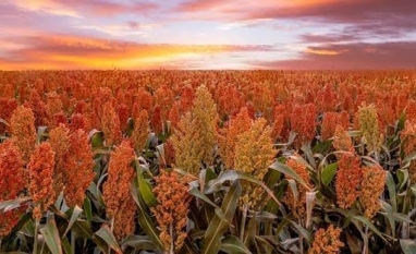 Se vier um El Niño intenso, a área de sorgo ganha mais espaço