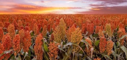 Se vier um El Niño intenso, a área de sorgo ganha mais espaço