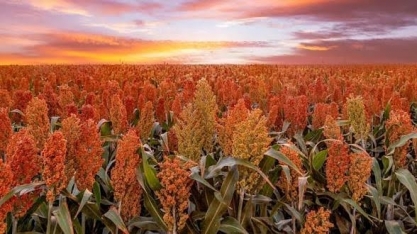 Se vier um El Niño intenso, a área de sorgo ganha mais espaço