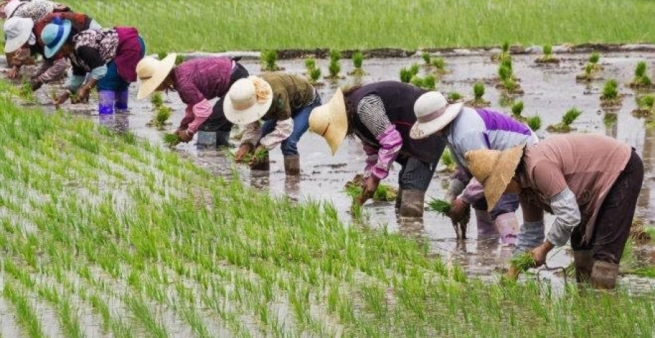 China transforma segurança alimentar em questão de Estado