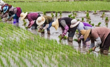 China transforma segurança alimentar em questão de Estado