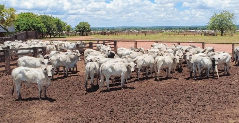 Governo estabelece novas normas de exportação de carnes à União Europeia