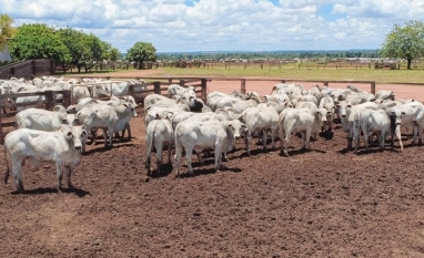 Governo estabelece novas normas de exportação de carnes à União Europeia