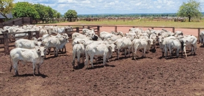 Governo estabelece novas normas de exportação de carnes à União Europeia