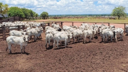 Governo estabelece novas normas de exportação de carnes à União Europeia
