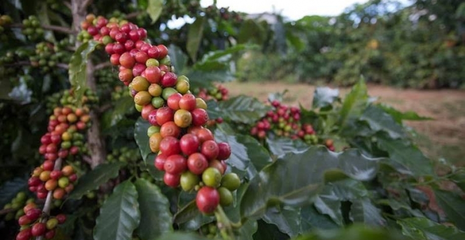 El Niño: Consultoria reduz estimativa de superávit global do café