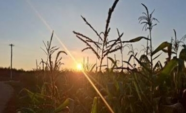 Safra 2026/27 deve impor novo teste de rentabilidade ao agro, diz Itaú BBA      