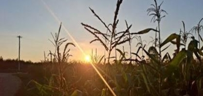 Safra 2026/27 deve impor novo teste de rentabilidade ao agro, diz Itaú BBA      