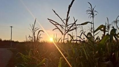 Safra 2026/27 deve impor novo teste de rentabilidade ao agro, diz Itaú BBA      