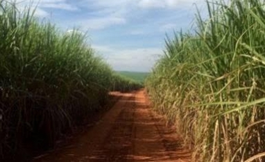 MP destina R$ 13,3 bilhões ao setor rural após tarifaço dos EUA