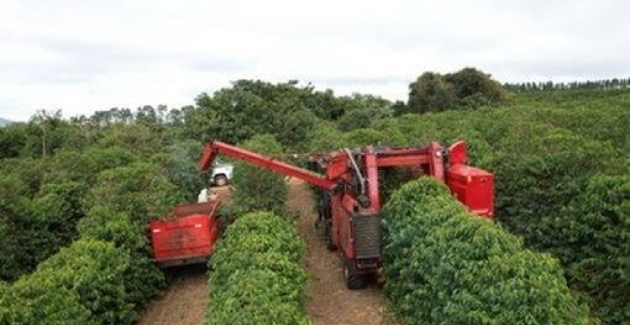 Chuva atrasa colheita de café da cooperativa Cooxupé