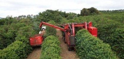 Chuva atrasa colheita de café da cooperativa Cooxupé