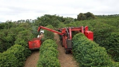 Chuva atrasa colheita de café da cooperativa Cooxupé