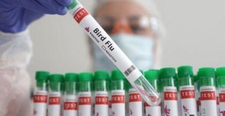 Rio Grande do Sul registra caso de gripe aviária em criação de subsistência