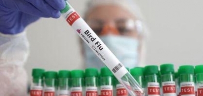 Rio Grande do Sul registra caso de gripe aviária em criação de subsistência