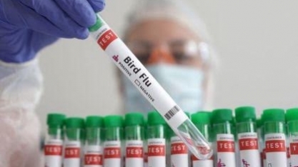 Rio Grande do Sul registra caso de gripe aviária em criação de subsistência