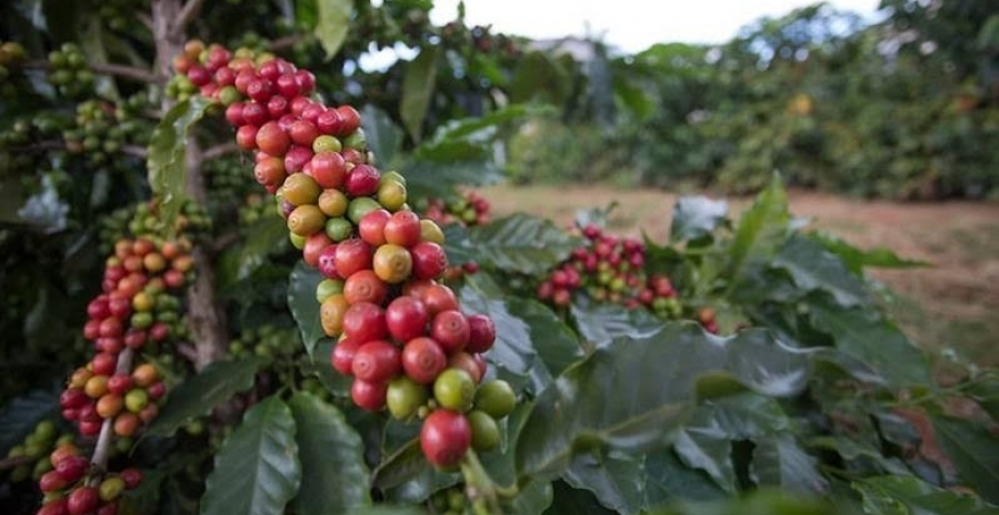  Preço do café tem alta impulsionada por colheita atrasada no Brasil