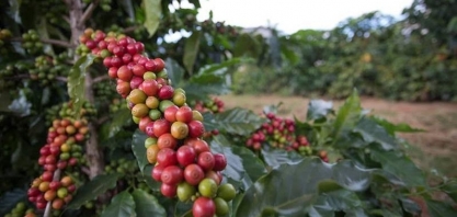  Preço do café tem alta impulsionada por colheita atrasada no Brasil