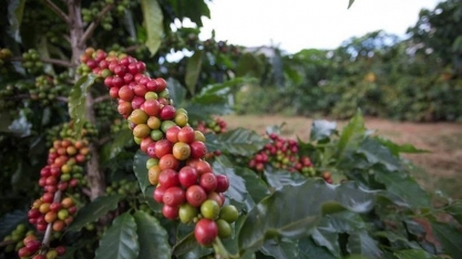  Preço do café tem alta impulsionada por colheita atrasada no Brasil