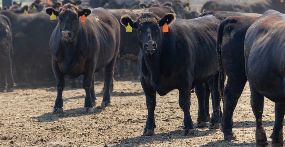 Antimicrobianos: Culpa da UE ou o Brasil não fez a lição de casa?