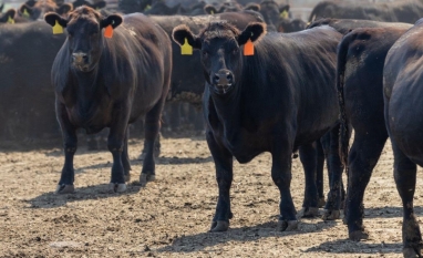 Antimicrobianos: Culpa da UE ou o Brasil não fez a lição de casa?
