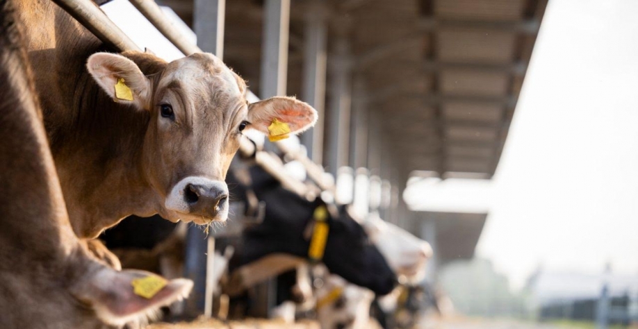 Antimicrobianos: Brasil pode ficar fora do mercado europeu até 2028