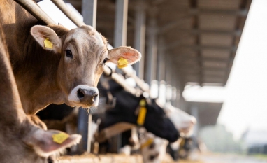 Antimicrobianos: Brasil pode ficar fora do mercado europeu até 2028