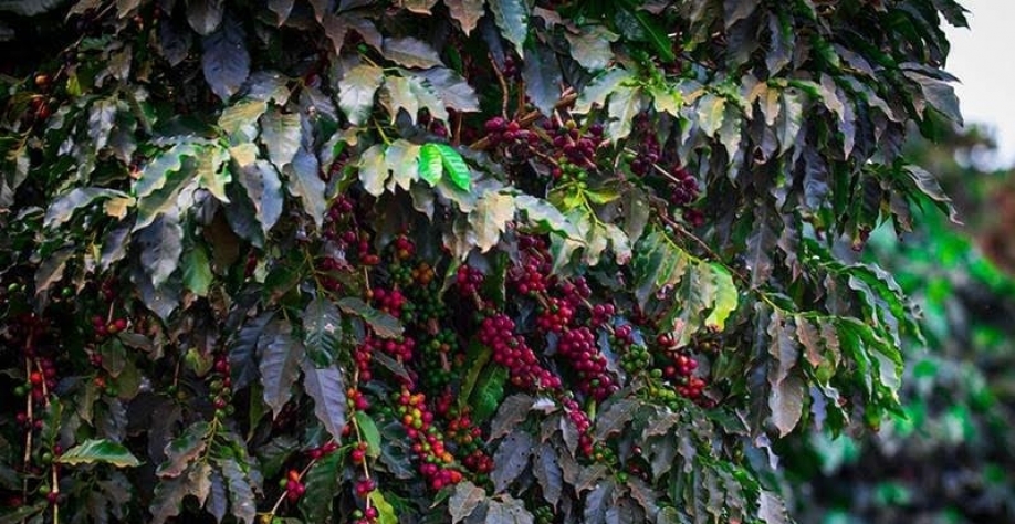 Safra de café no Brasil volta a preocupar mercado e preço sobe 12% em Nova York