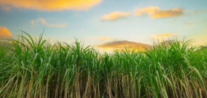 Nova estimativa para a safra 2026/27 de cana no Centro-Sul