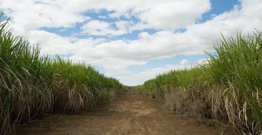 Governo publica MP de subvenção a produtores de cana do Nordeste