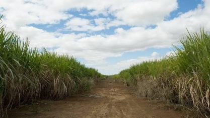 Governo publica MP de subvenção a produtores de cana do Nordeste