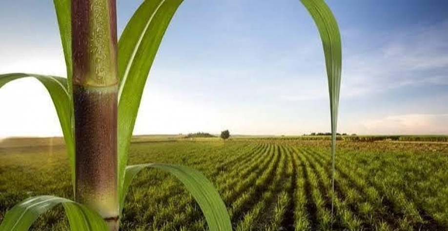 Área para colheita de cana no Centro-Sul cresce 3% na safra 2026/27