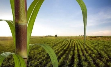 Área para colheita de cana no Centro-Sul cresce 3% na safra 2026/27