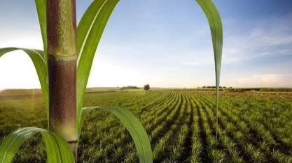 Área para colheita de cana no Centro-Sul cresce 3% na safra 2026/27