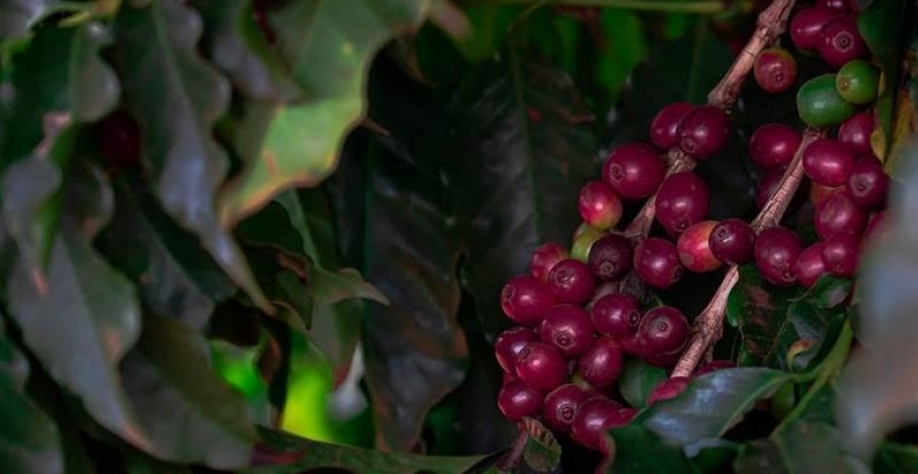 Café sobe 4% em Nova York e atinge maior valor em duas semanas