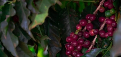 Café sobe 4% em Nova York e atinge maior valor em duas semanas