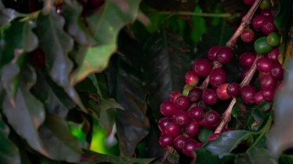 Café sobe 4% em Nova York e atinge maior valor em duas semanas