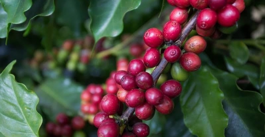Preocupação com El Niño faz café registrar alta de 16% em Nova York
