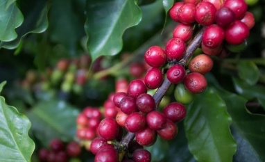 Preocupação com El Niño faz café registrar alta de 16% em Nova York