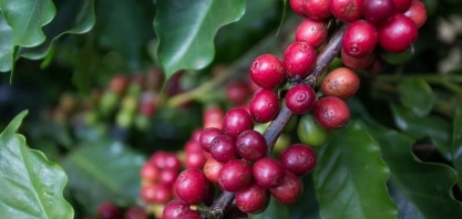 Preocupação com El Niño faz café registrar alta de 16% em Nova York