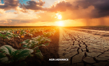 Não fossem mudanças climáticas, renda do agro seria R$ 200 bi maior