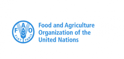 Preços globais dos alimentos chegam ao maior nível em três anos, diz FAO